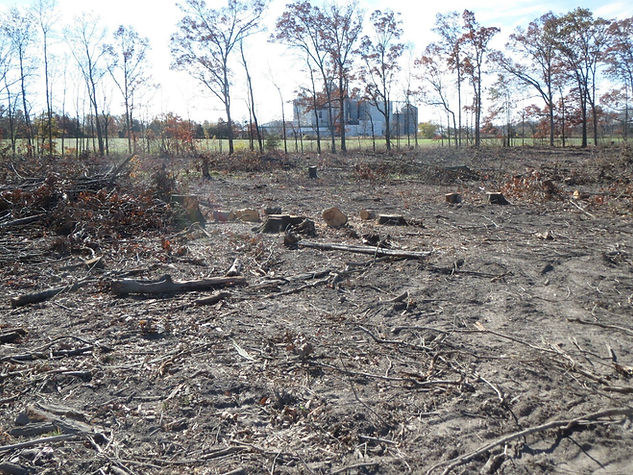 Vegetation Clearing