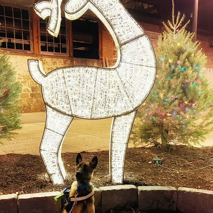 Formerly Aggressive Dog Behaving Calmly in Public
