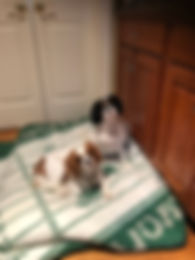 Shelby S (1) .JPEG