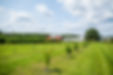 cyneephoto_pappysorchard-311.jpg