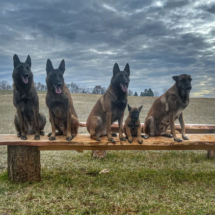 German Shepherds Being Trained as Part of Our School for Dogs