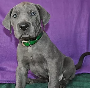 Tips for Bringing Home Your Puppy for the First Time