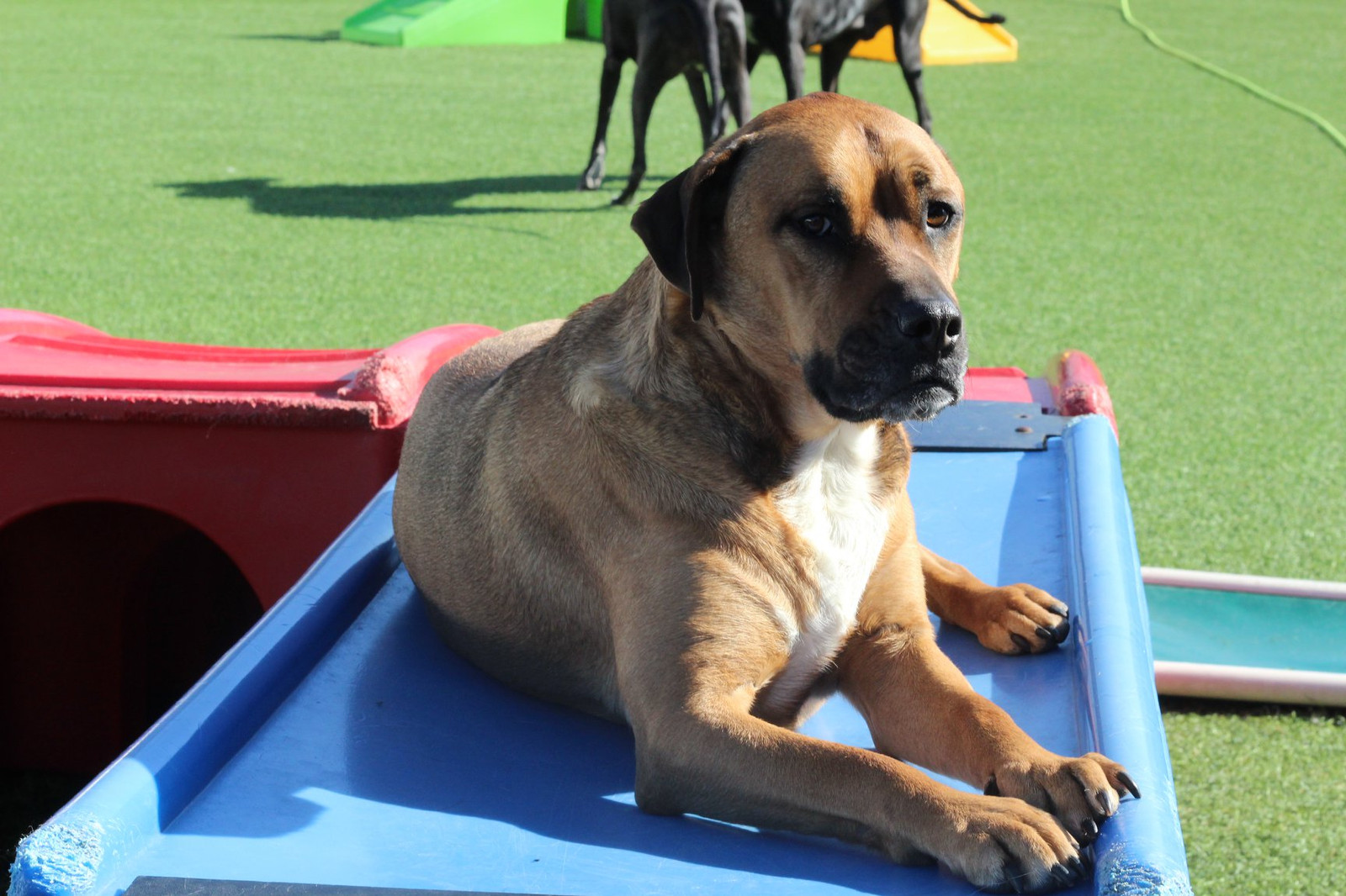 Fullscreen Page Bliss Kennels