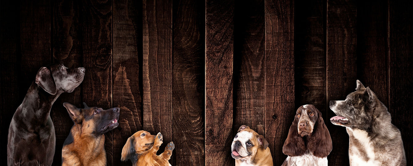 A German Shepherd, Dachsund, & Other Happy Dogs