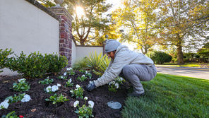 Using Color Theory in Landscape Design: How to Create a Balanced, Beautiful Yard
