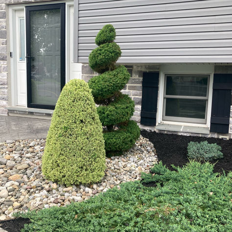 Topiary Pruning in Easton, PA
