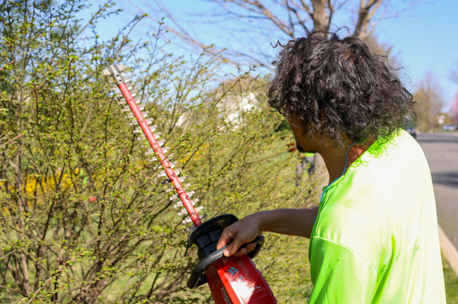 Lawn Worker Trimming a Landscape's Shrubs & Bushes