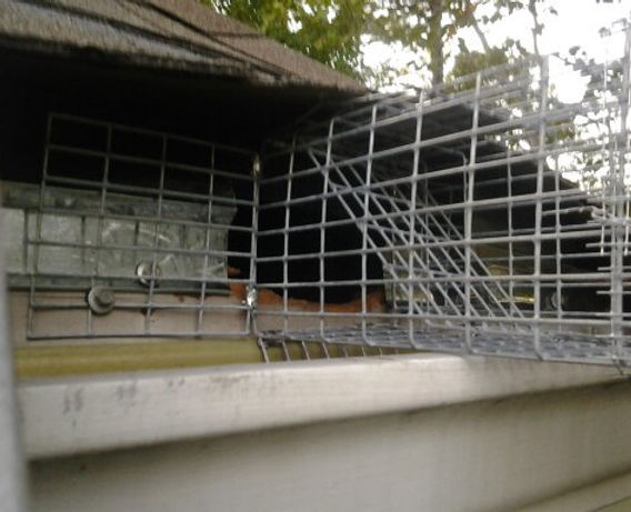 Squirrel Trap