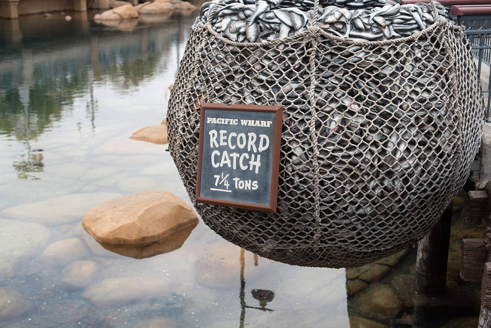 A net full of fish
