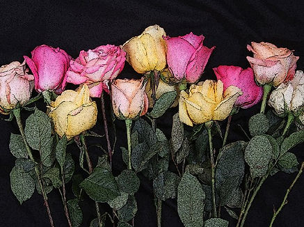 Roses.jpeg