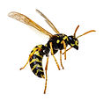 A wasp