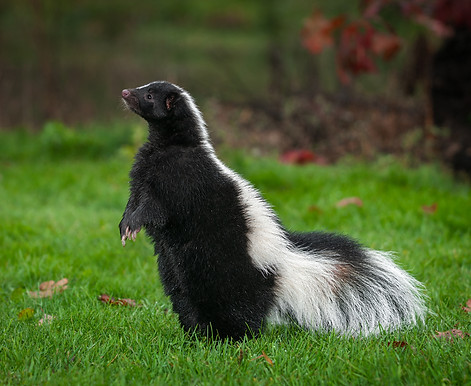 Skunks