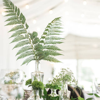 A picture showing decorative plants