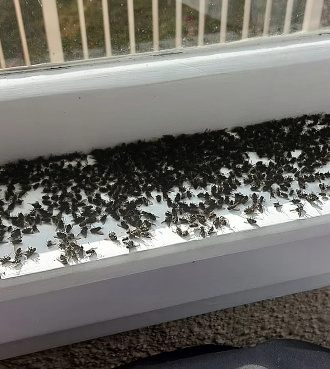 Cluster Flies