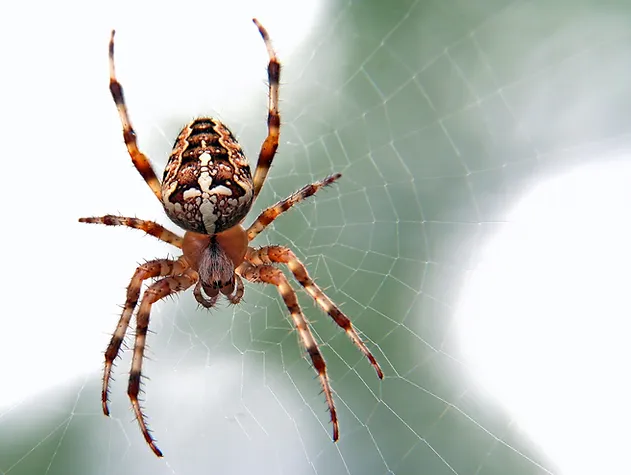 A picture of a spider