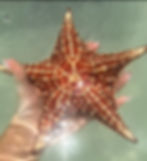 Stingray Tour with a visit to Starfish Island