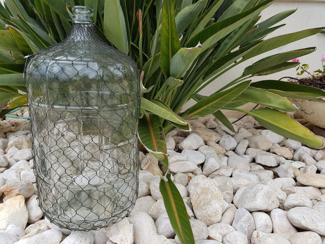 אגרטל רשת ענק