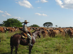 Central and South America Trip Planner | GeoLuxe Travel LLC | cattle rancher