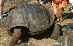 Central and South America Trip Planner | GeoLuxe Travel LLC | tortoise