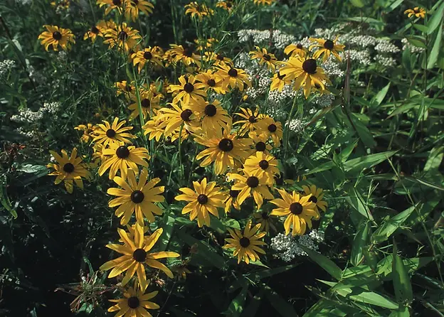 PSF black eyed susans.webp