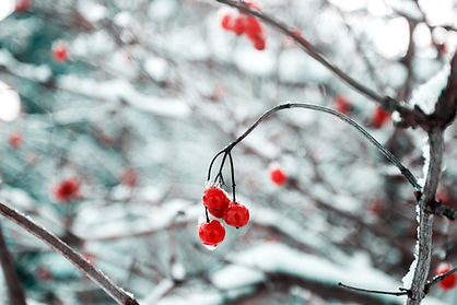 Frozen Cherry Blossoms