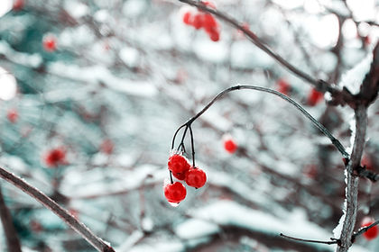 Winter Red Berries