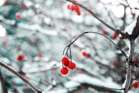 Frozen Cherry Blossoms