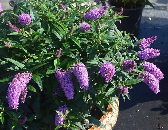 buddleia pugster-02-21 lilac punch griffith pii.JPG