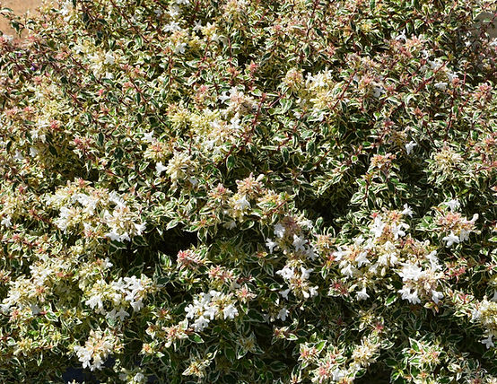 abelia x grandiflora milky way in container pii_edited.jpg