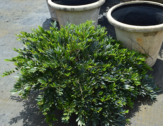 distylium cascade dream pii.JPG