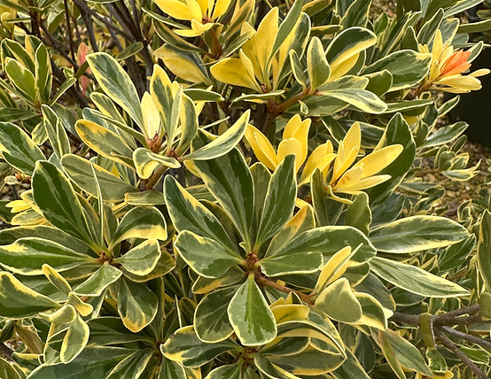 Cleyera Crown Jewels Foilage 1.JPG