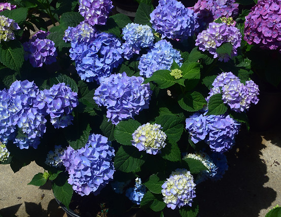 hydrangea macrophylla rock-n-roll x azure skies-01-22 aka blushing blues pii.JPG