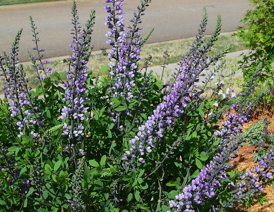 Twilight Waltz 3.JPG