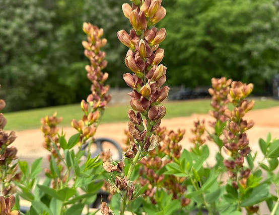 thumbnail peach bellini.jpg