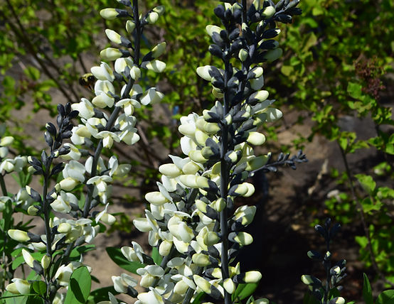 baptisia-07-21 white flower purple stems pii (3).JPG