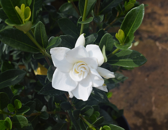 gardenia jasminoides sweet tea-07-20 dou