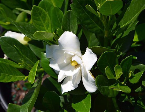 gardenia jasminoides ivory palace flower pii same as sweet tea-15-22.JPG