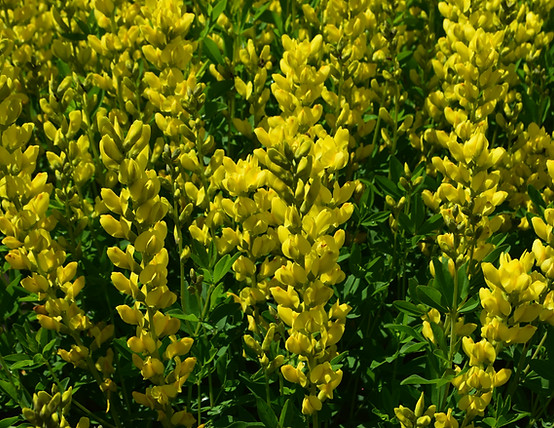 baptisia-02-21 best yellow flower pii.JPG