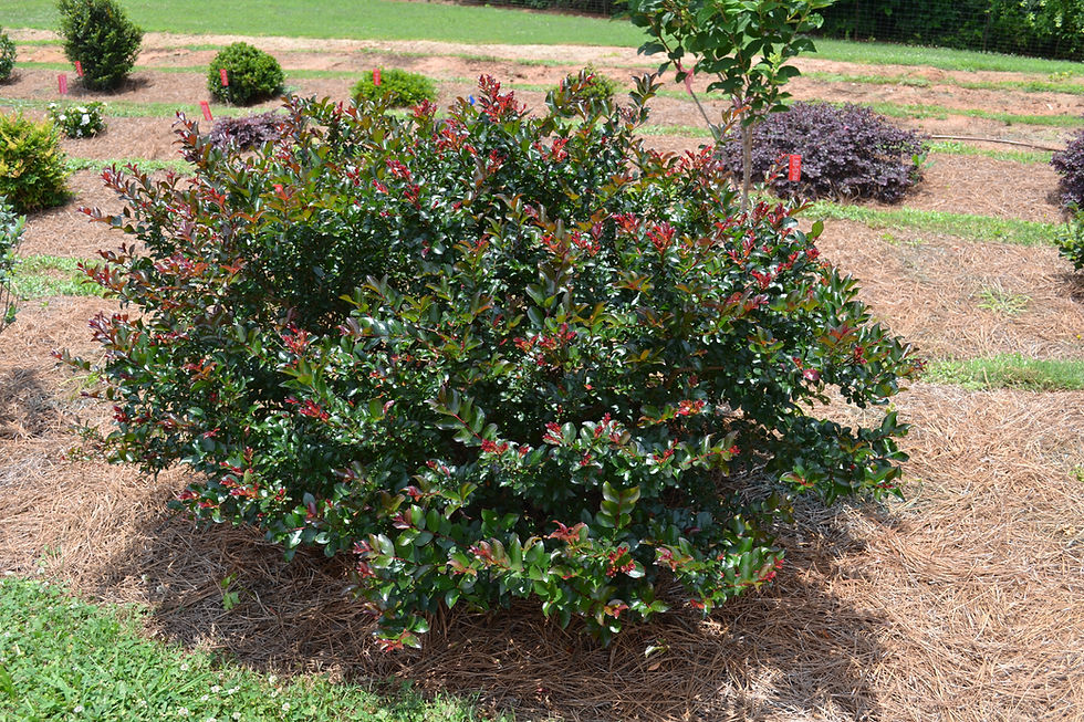 Raspberry Jubilee Plant