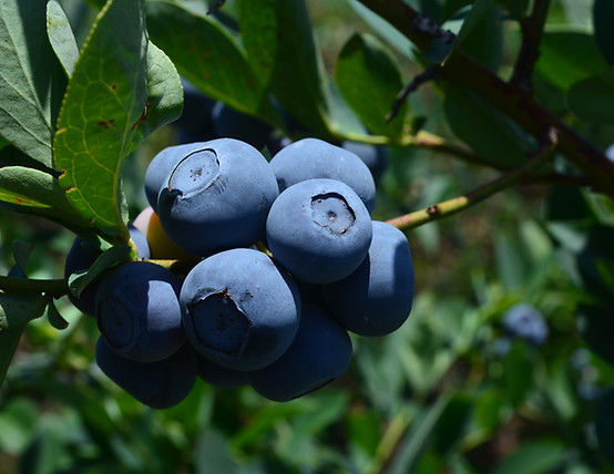 vaccinium candelabra fruit griffin (2).JPG