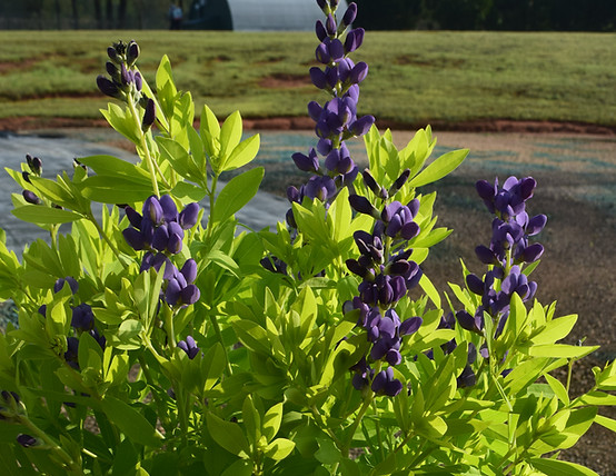 baptisia-06-21 forced pii (2)_edited.jpg
