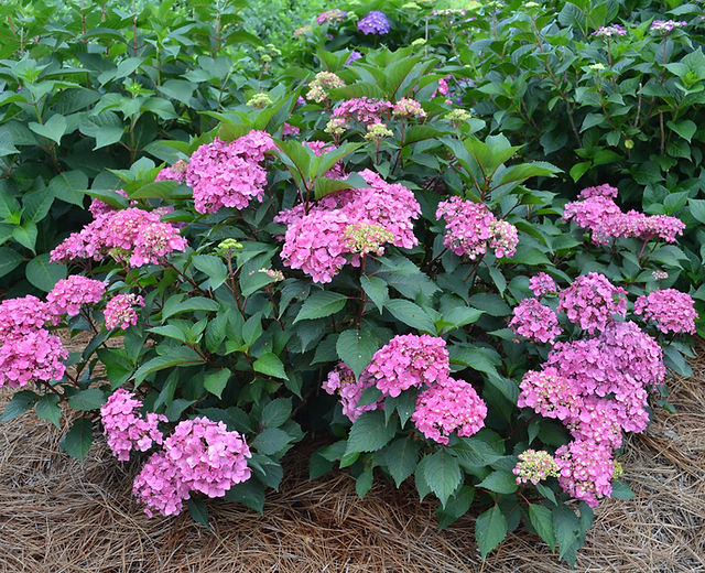 Hydrangeas | GardenDistrictPlants