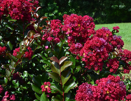 lagerstroemia raspbery jubilee flower and foliage in ground pii.JPG