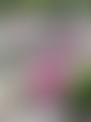 Pink cherry blossoms bloom on branches with a blurred garden background. Sunlit petals and fresh green leaves create a vibrant, spring mood.