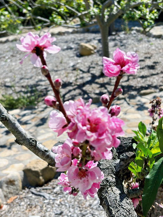 Pink cherry blossoms bloom on branches with a blurred garden background. Sunlit petals and fresh green leaves create a vibrant, spring mood.