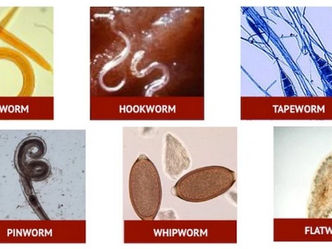 How to Naturally Clear Your Dog of Worms, Heartworm, Giardia & Coccidia
