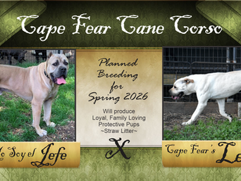 Yo Soy el Jefe x Cape Fear's Leona