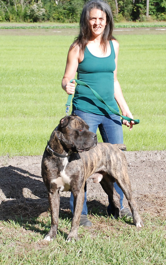 What Puppy Buyers Should Know About Cane Corso.