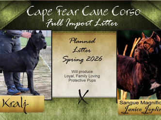 Kralj Custodi Nos x Sangue Magnifica Janice Joplin(Zoe) - Planned Breeding