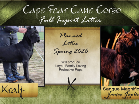 Kralj Custodi Nos x Sangue Magnifica Janice Joplin(Zoe) - Planned Breeding